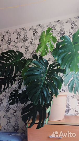 Монстера большая