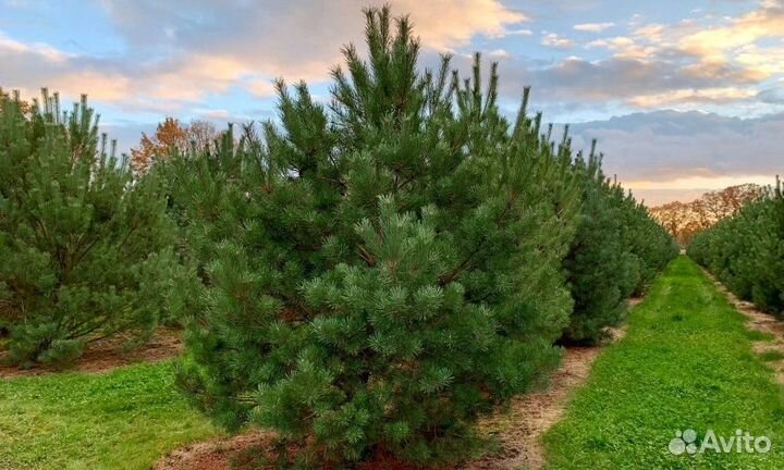 Сосна для посадки. Гарантия 6 мес