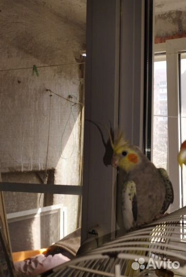 Попугай Корелла