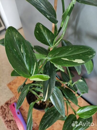 Филодендрон кобра белая