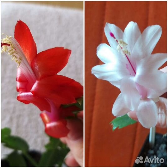 Декабрист шлюмбергера белый,красный,белый с розовы