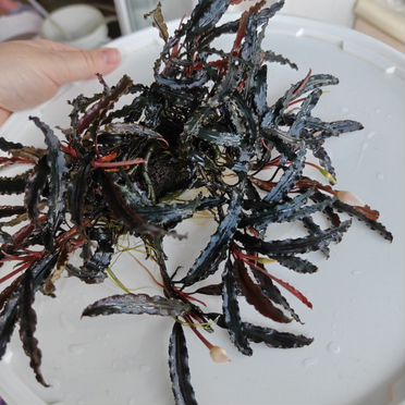 Буцефаландра вельвет