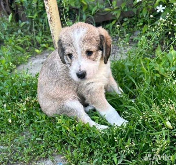 Выбросили щенков