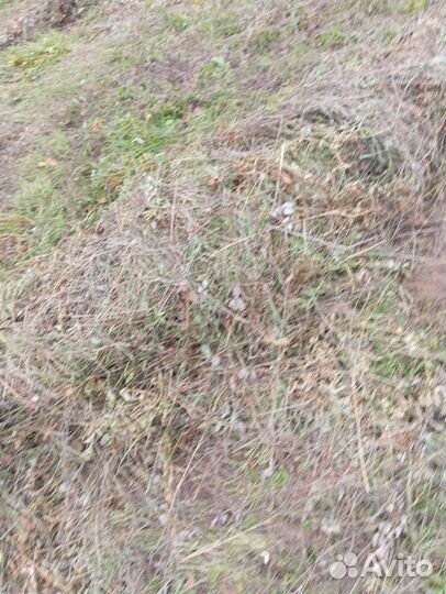 Сено в мини рулонах