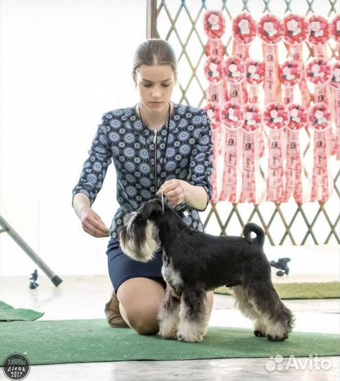 Услуги хендлера (демонстрация собак на выставках)