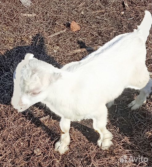 Козлята