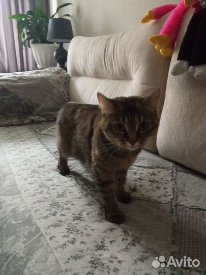 Отдам бесплатно кошку