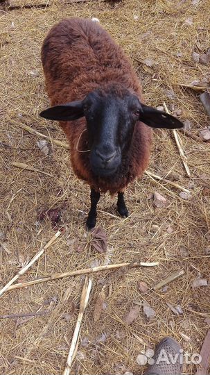 Овцы бараны ягнята оптом