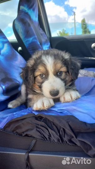 Щенки в добрые руки