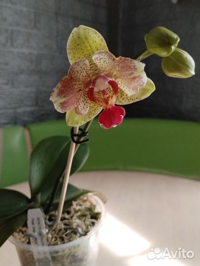 Орхидея фаленопсис бабочка
