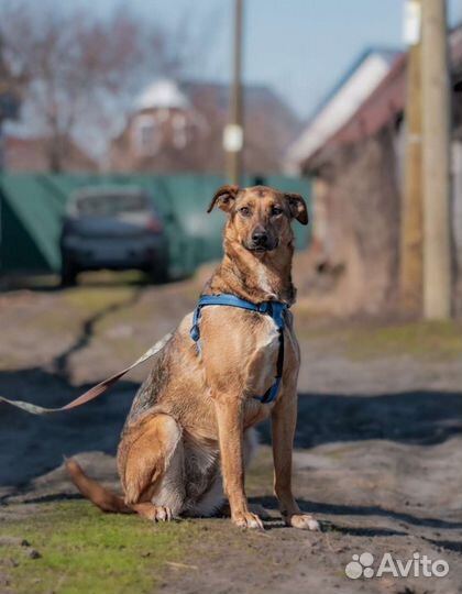 Стерилизованная молодая собака в дом, 2 года