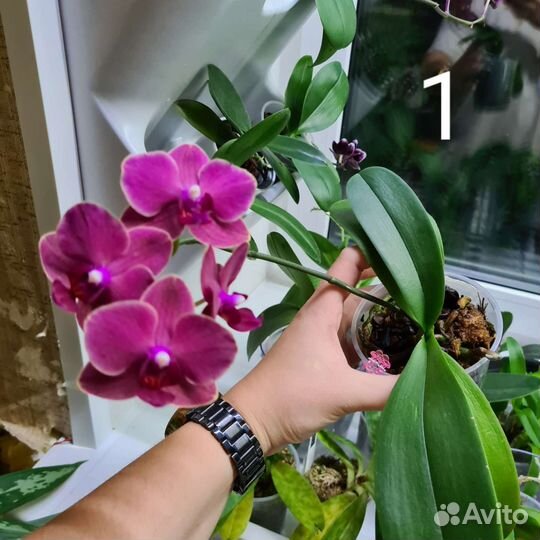 Орхидея фаленопсис сакура