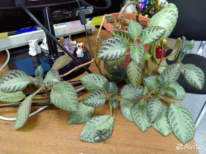 Эписция, Сингониум (плетущийся)