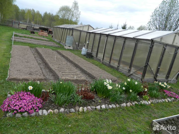 Цветы-многолетники