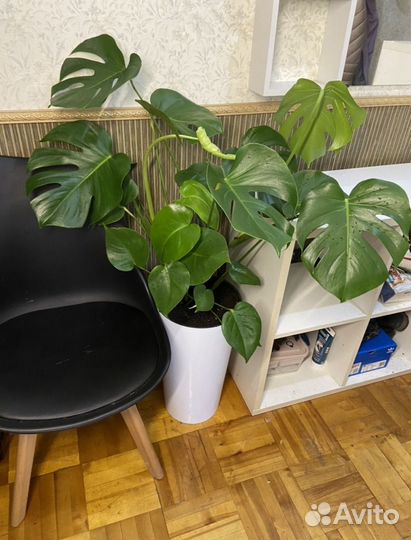 Монстера делициоза пышная в горшке Lamela