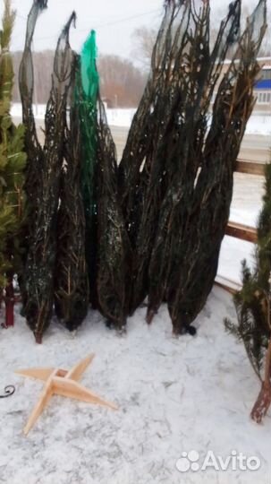 Живые елки