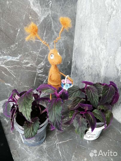 Гинура и другие