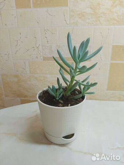 Хатиора/Крестовник/Крассула/Хавортия/Алоэ Пёстрое