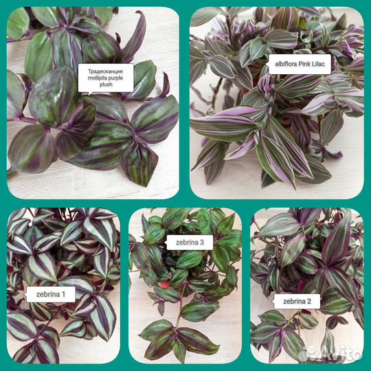 Традесканции сортовые и новинки