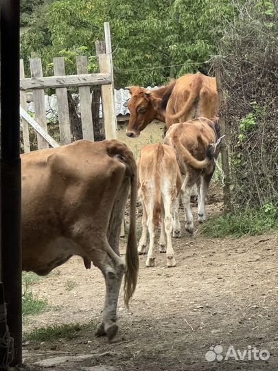 Корова дойная