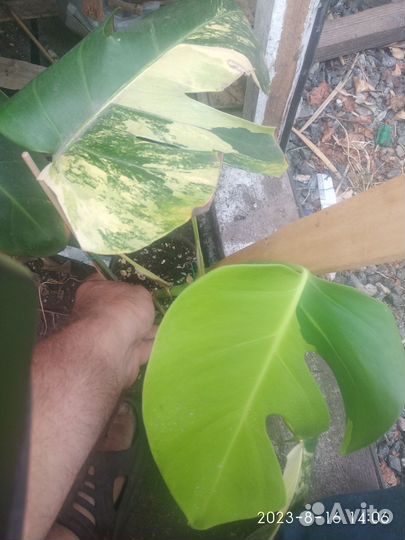 Монстера Pertusa yellow splash