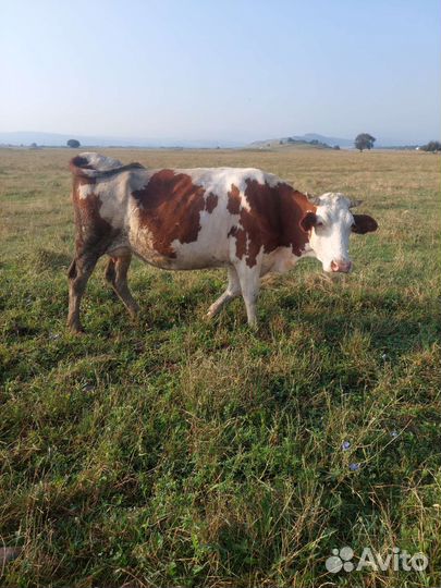 Дойные коровы