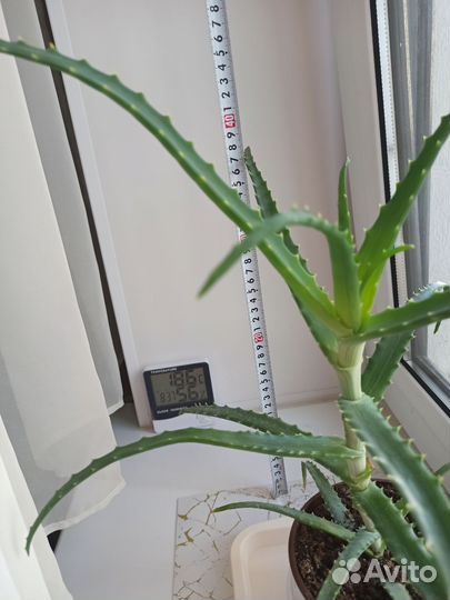 Алоэ столетник лечебный