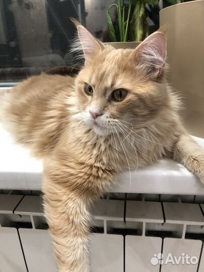 Вязка Кот мейн-кун