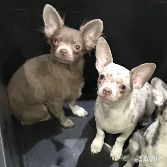 Щенки чихуахуа редких окрасов