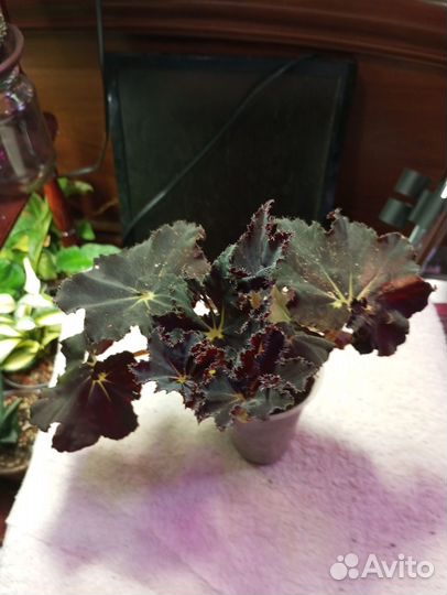 Бегонии мамба черная,тигровая,королевская