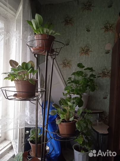 Фиалки и герань