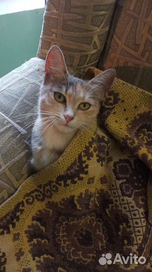 Отдам в добрые руки