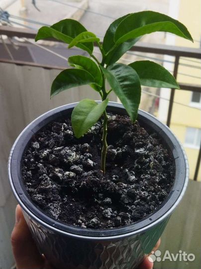 Саженцы апельсина не привитой