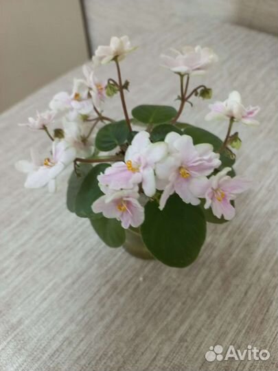 Фиалки,мини,полумини