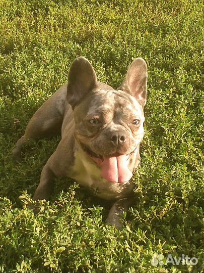 Вязка. Кобель французский бульдог