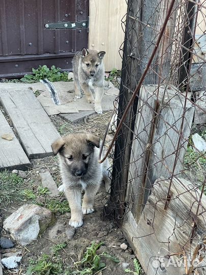 Собаки щенки бесплатно