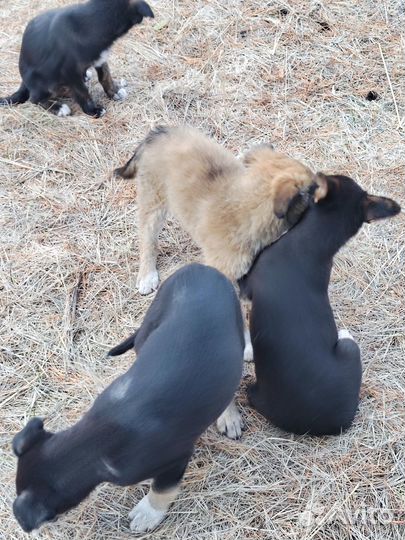 Щенки в добрые руки