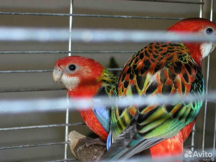 Красная Розелла, птенчики