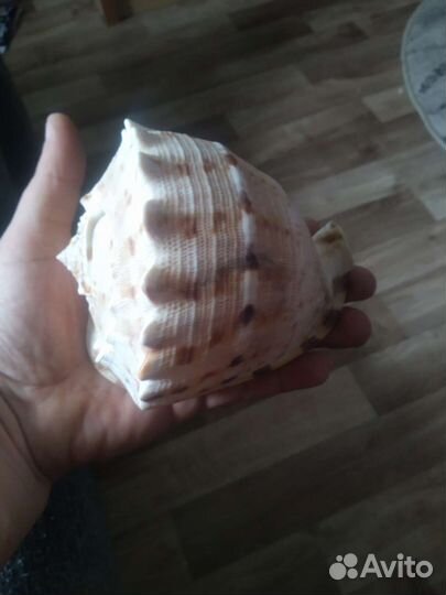 Ракушка морская большая