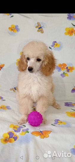 Щенки пуделя