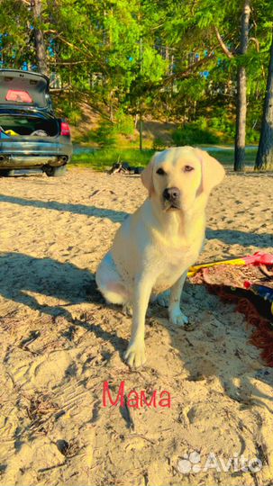 Щенок лабрадора