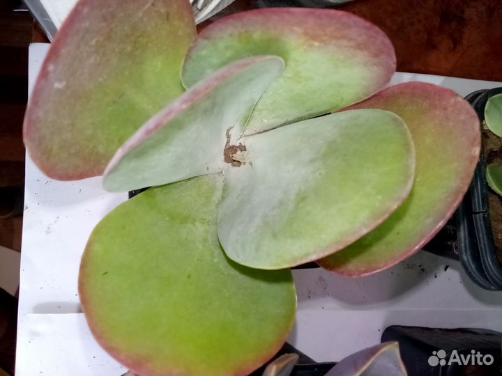 Суккуленты