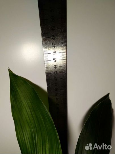 Аспидистра