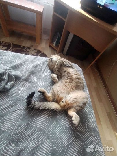Кошка в дар бесплатно