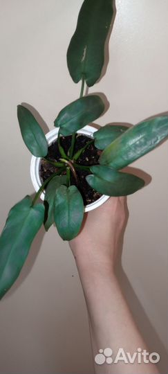 Филодендроны