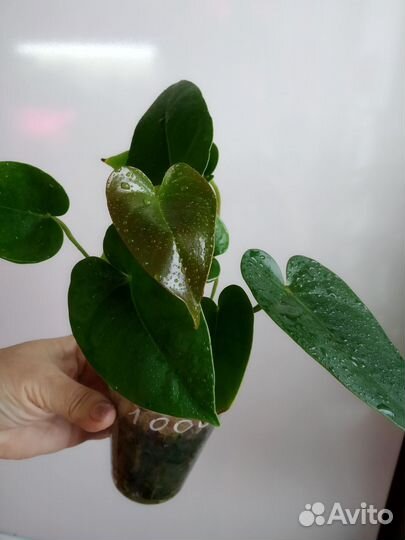 Антуриум эссенция