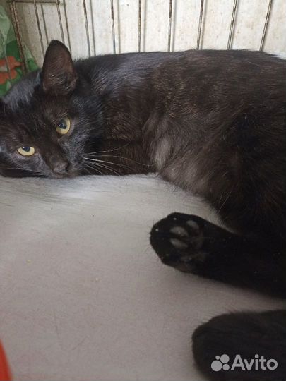 Котики Эрик, Шурик, Ося бесплатно в добрые руки