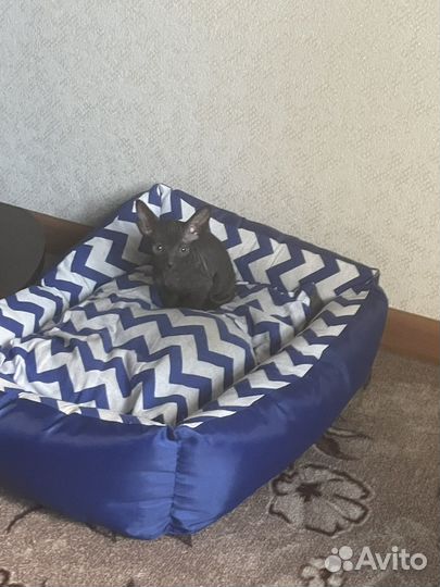 Донской сфинкс