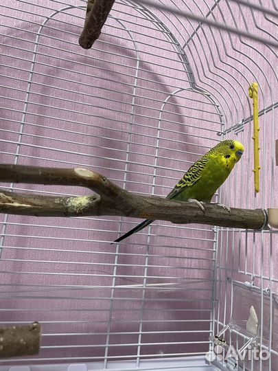Волнистый попугай с клеткой