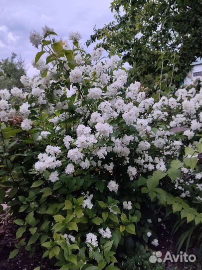 Декоративные кустарники